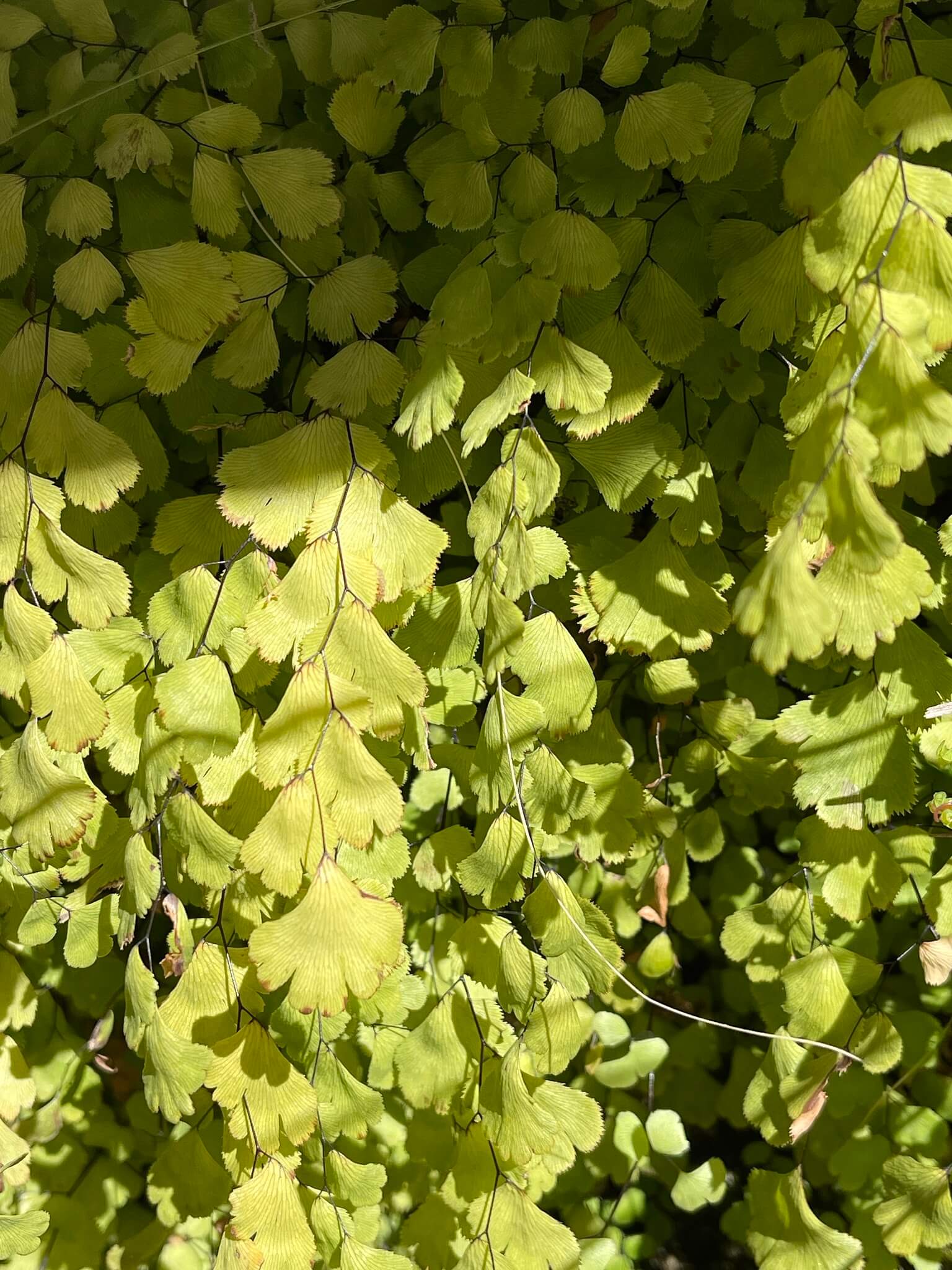 Adiantum raddianum 'Fragrans'